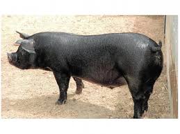 Jamón D.O. Teruel cortado en lonchas