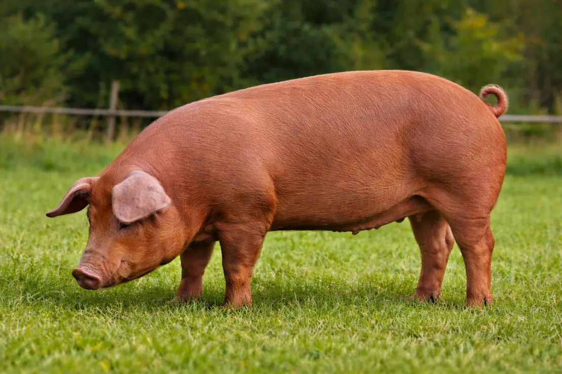 Lonchas de jamón ibérico cebo en tabla