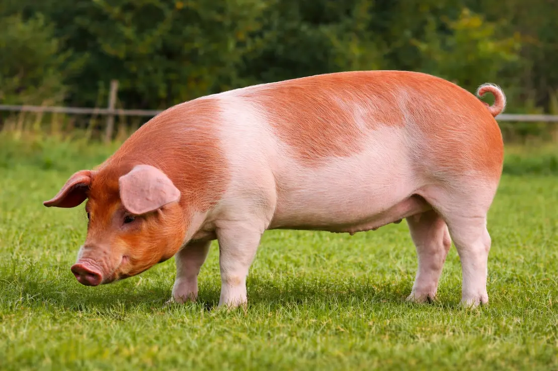 Jamón de bellota loncheado con bellotas