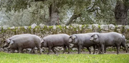 Jamón ibérico colgado en bodega artesanal