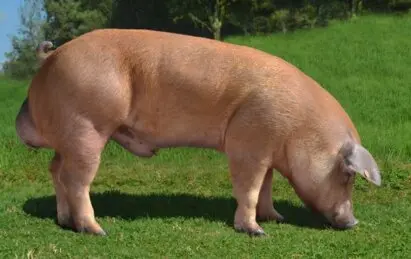 Jamón ibérico colgado en bodega artesanal