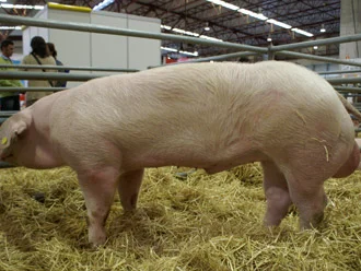 Jamón D.O. Teruel cortado en lonchas