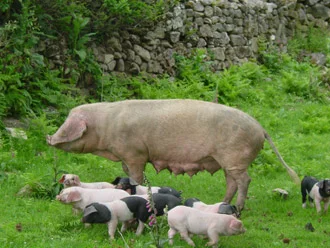 Jamón D.O. Teruel cortado en lonchas