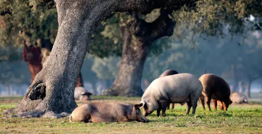 Pieza de jamón ibérico de Salamanca en tabla de corte