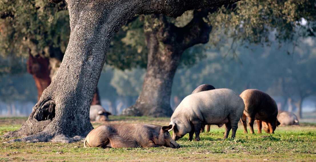 Dehesa con encinas y cerdos ibéricos