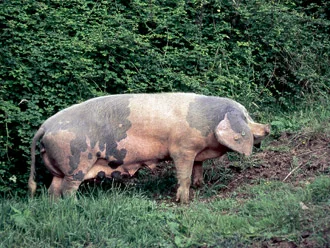 Jamón D.O. Teruel cortado en lonchas