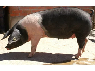 Jamón D.O. Teruel cortado en lonchas