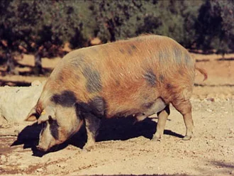 Jamón D.O. Teruel cortado en lonchas