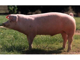 Jamón D.O. Teruel cortado en lonchas