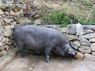 Jamón D.O. Teruel cortado en lonchas