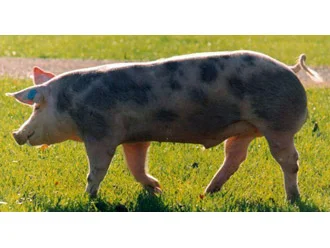 Jamón D.O. Teruel cortado en lonchas