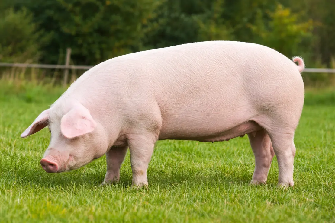 Pata de jamón ibérico en mesa de corte
