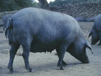 Jamón D.O. Teruel cortado en lonchas